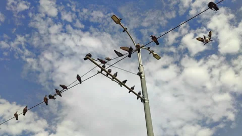 Pigeons Perched on Power Electric Lines Stock Footage 311601097