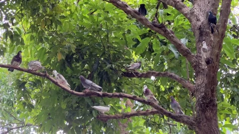 Pigeons Perched on a Tree Branch Stock Footage 308269954