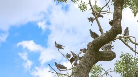 Pigeons perched on a tree symbolize unity and the essence of a nurturing home Stock-Fotos