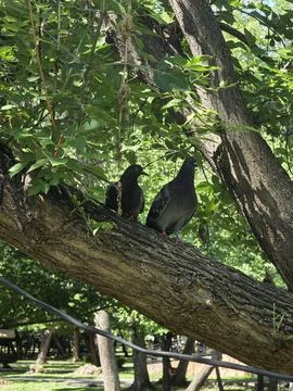 Pigeons perched tree trunk park Stock Photos