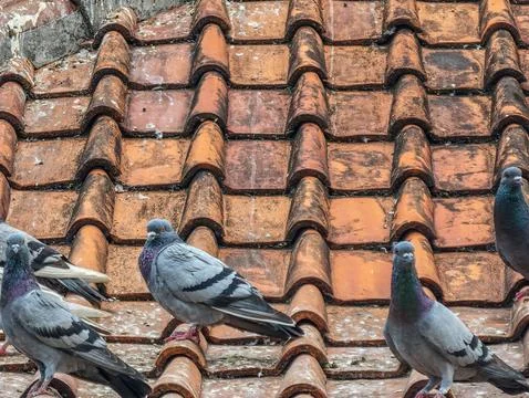 Pigeons Perched on Weathered Clay Tile Roof Outdoor Stock-Fotos