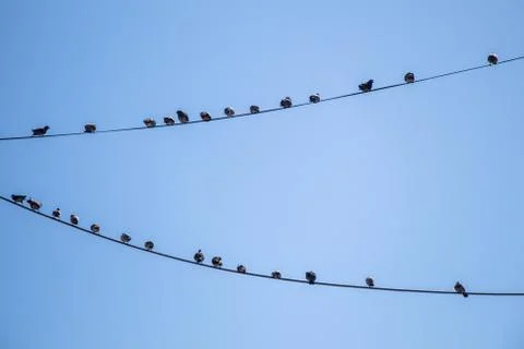Pigeons perched on wire Foto stock
