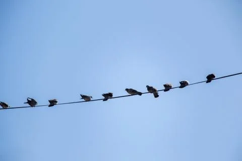 Pigeons perched on wire Foto stock