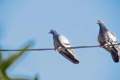 Pigeons perched on a wire Stock Photos