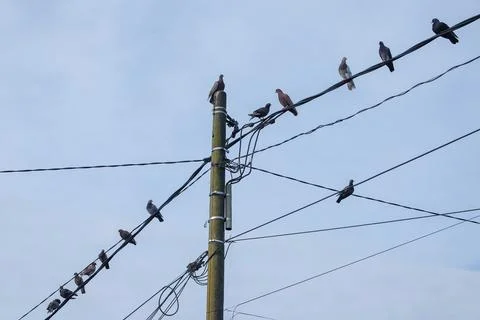 Pigeons Perching on Electrical Cables Stock Photos