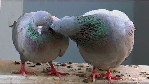 Pigeons perching in nest Stock Footage 153223268