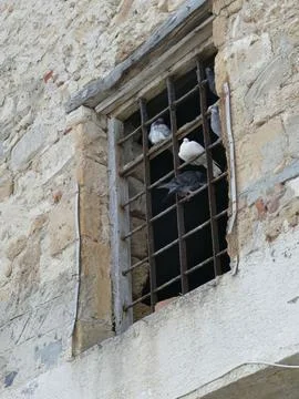 Pigeons perching on weathered window bars inside crumbling industrial structu Stock Photos