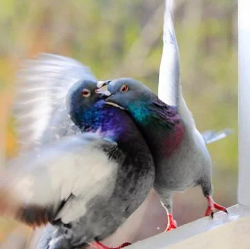 Pigeons Stock Photos