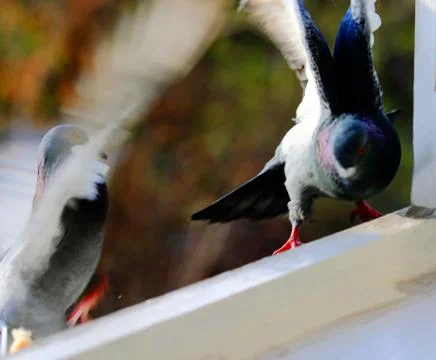 Pigeons Foto stock