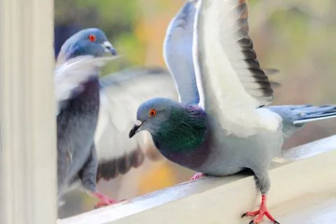 Pigeons Stock Photos
