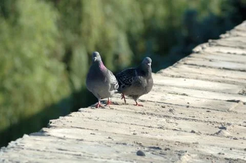 Pigeons. Foto stock