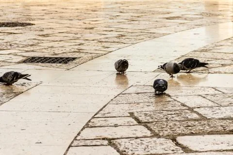 Pigeons Stock Photos