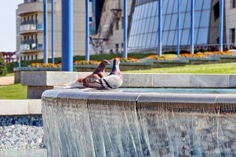Pigeons Stock Photos