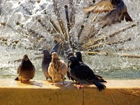 Pigeons Foto stock