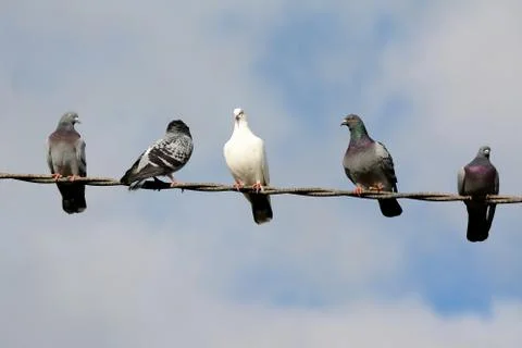 Pigeons Stock Photos