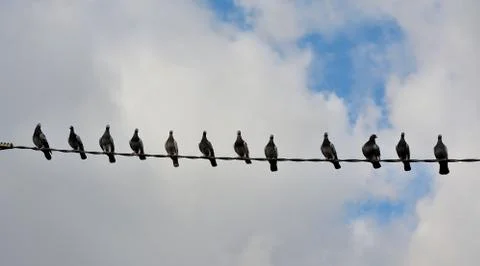 Pigeons Stock Photos