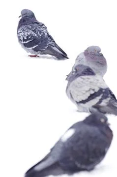 Pigeons Stock-Fotos
