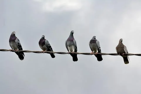 Pigeons Stock Photos