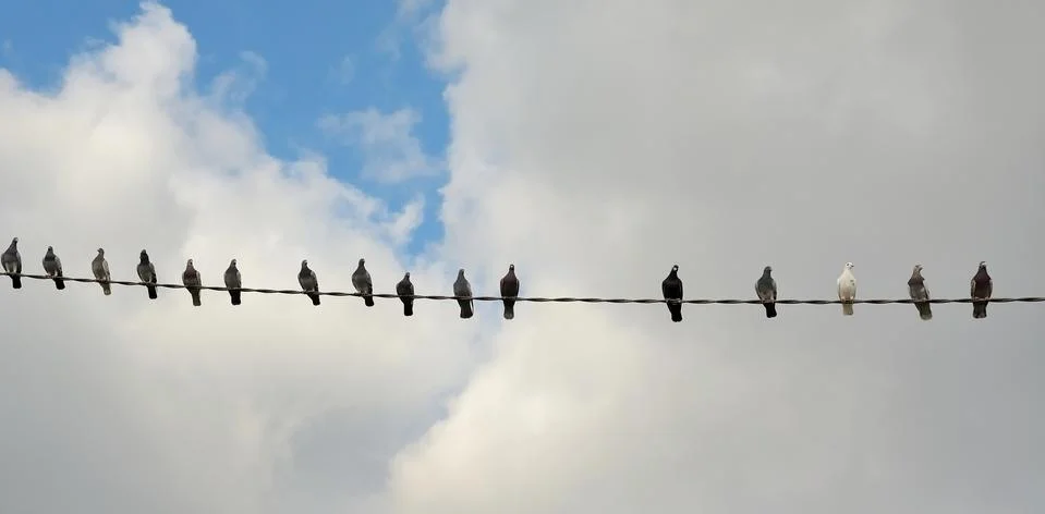 Pigeons Stock Photos