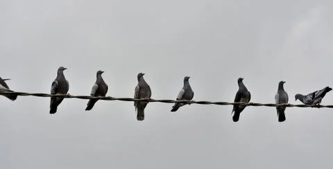 Pigeons 库存照片