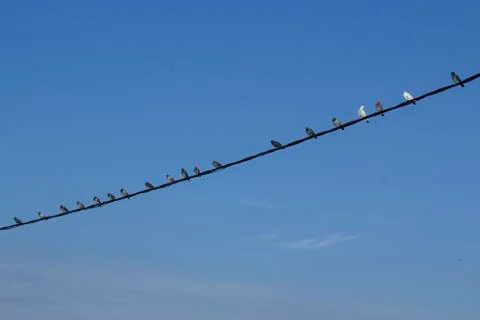 Pigeons Foto stock