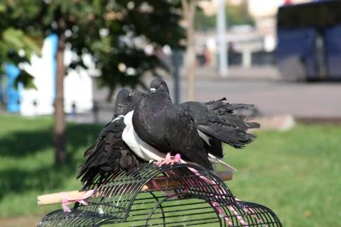 Pigeons Stock Photos