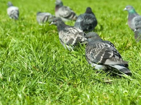 Pigeons Stock Photos