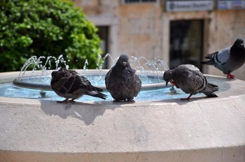 Pigeons. Stock Photos