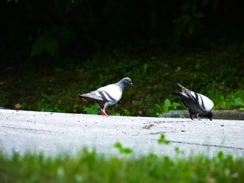 Pigeons Stock Photos