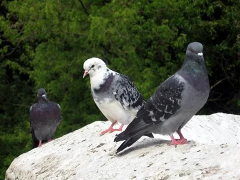 Pigeons Stock Photos