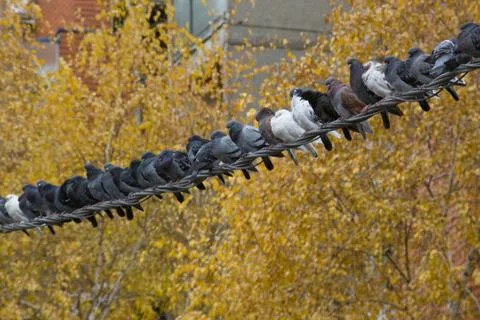 Pigeons Stock Photos
