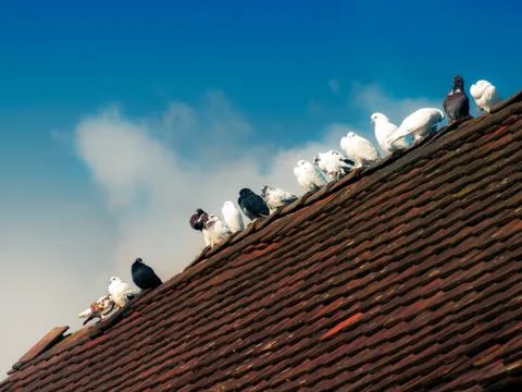 Pigeons Stock Photos