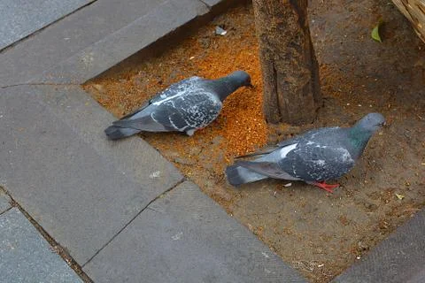 Pigeons Stock Photos