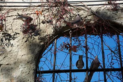 Pigeons Stock Photos