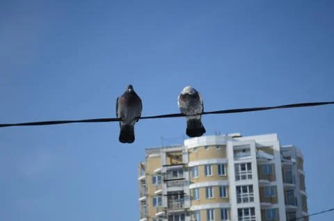 Pigeons Stock Photos
