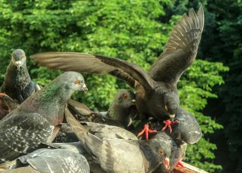 Pigeons Stock Photos