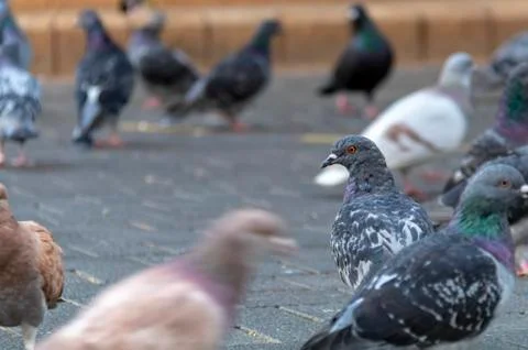 Pigeons Stock Photos