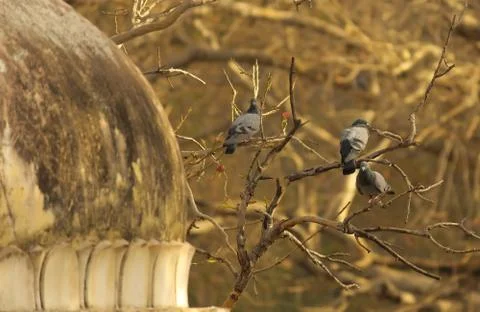 Pigeons Stock Photos