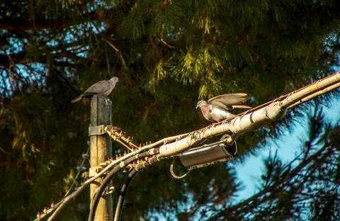 Pigeons Stock Photos