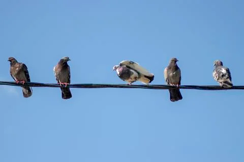 Pigeons. Stock Photos