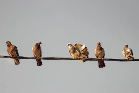 Pigeons. Stock Photos