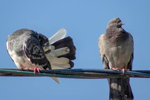 Pigeons. Stock Photos