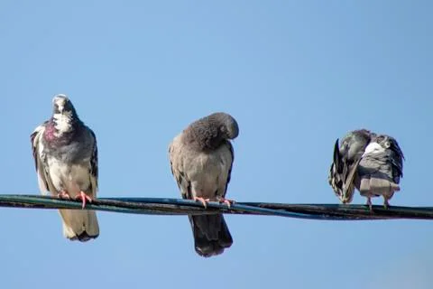 Pigeons. Stock Photos