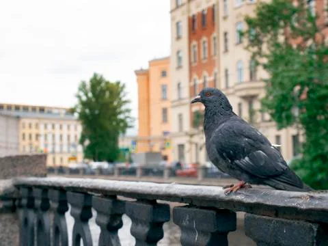 Pigeons Stock Photos