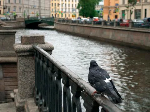 Pigeons Stock Photos