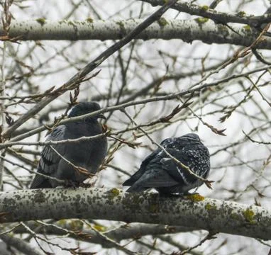 Pigeons Stock Photos