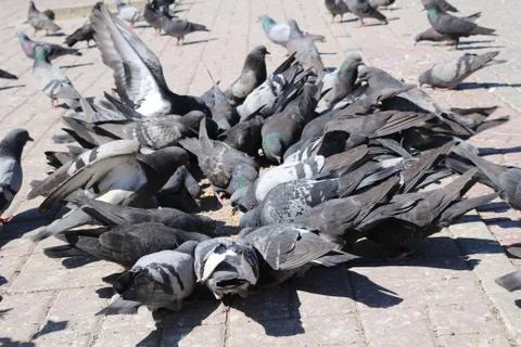 Pigeons Stock Photos