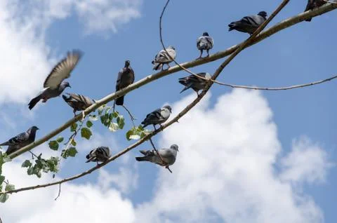 Pigeons Stock Photos