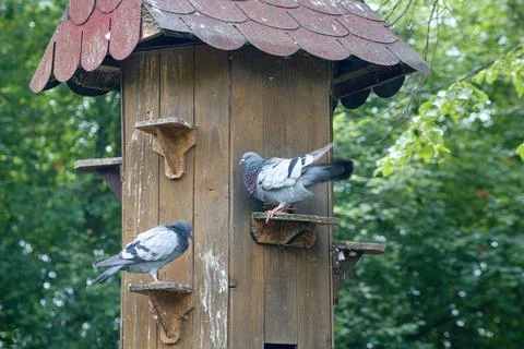 Pigeons Stock Photos