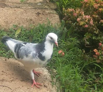Pigeons Fotos de archivo